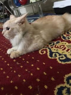 Persian male cat for sale