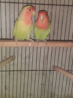 Rossy Colie Fostle Pair,Altino Red Eyes Male,Albino Black Eye Spliteno