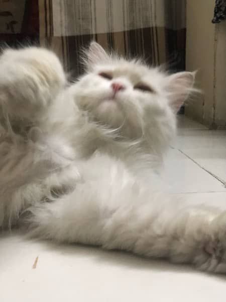 Persian male cat for sale 2