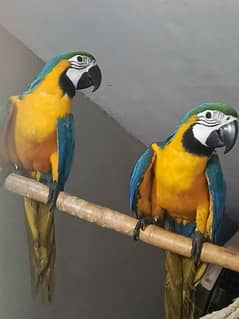 macaw Blue n Gold tame pair with DNA