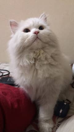 Persian male cat for sale