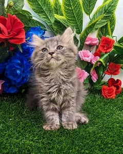 Quality Grey/white triple coated Persian kitten Male