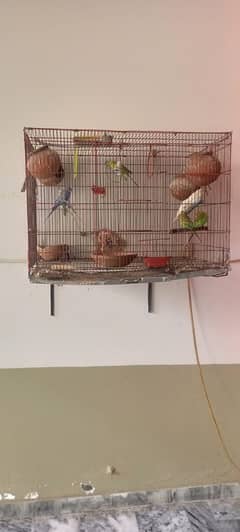 08 parrot and 2 cages are sale