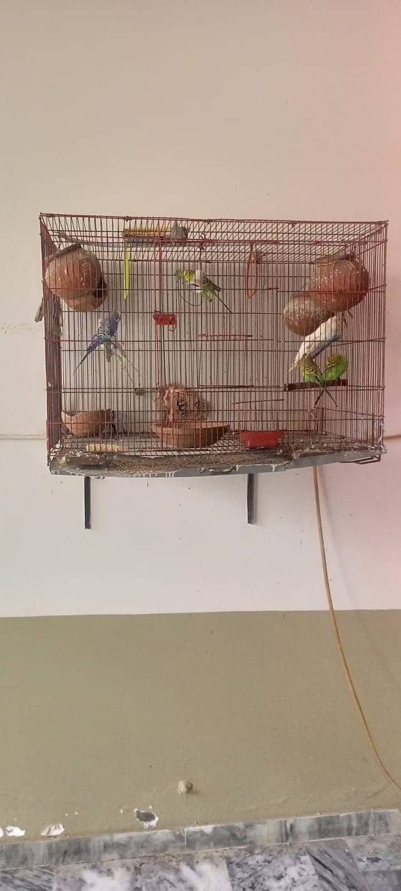 08 parrot and 2 cages are sale 0