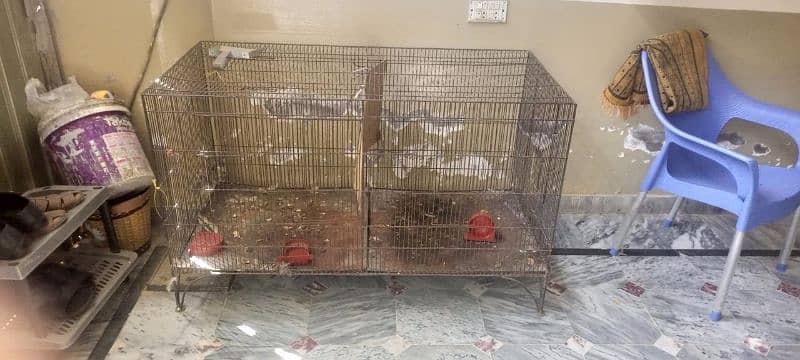 08 parrot and 2 cages are sale 1