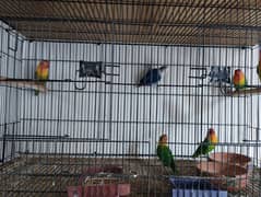 Some Lovebirds For Sale