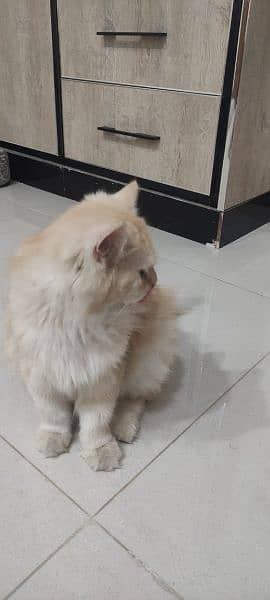 Persian cat semi punch 1