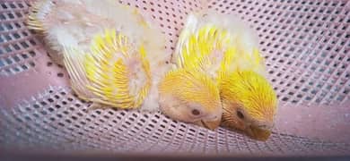 lovebird chiks