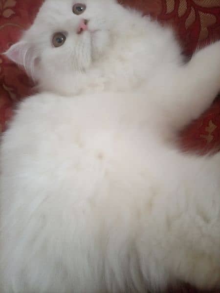 male triple coted pure white 1