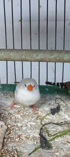 11 Finches and chicks