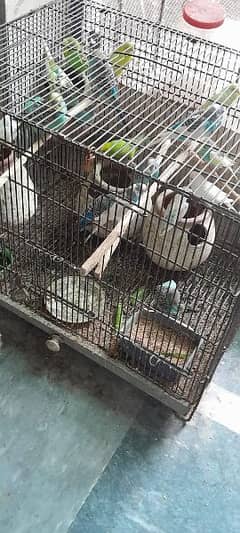 selling parrots with cage