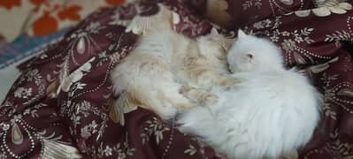 2 male  well mannered persian cats for sale both at Rs. 15000