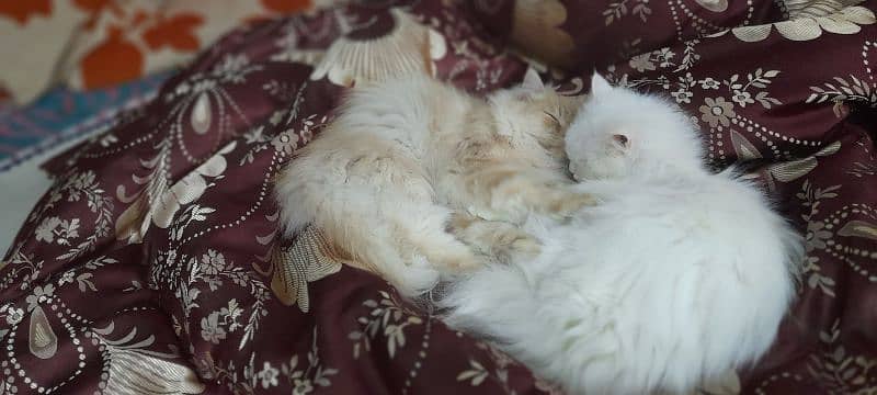 2 male persian cats for sale 0