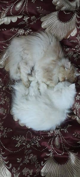 2 male persian cats for sale 1