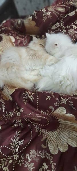 2 male persian cats for sale 2