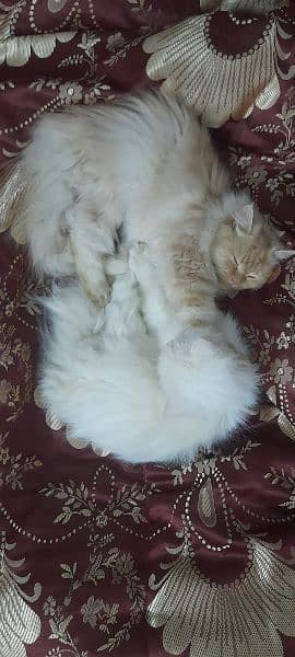 2 male persian cats for sale 3