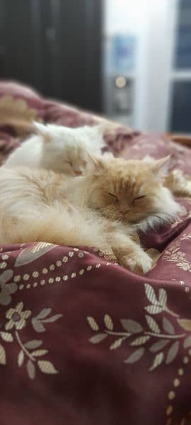 2 male persian cats for sale 5