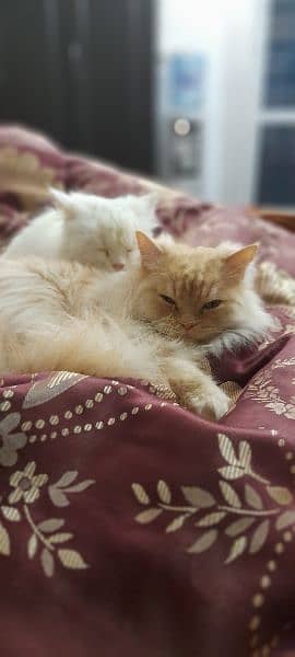 2 male persian cats for sale 6