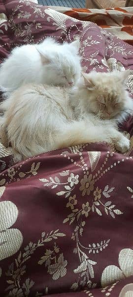 2 male persian cats for sale 7