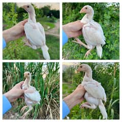 Aseel Paper White Heera Chicks for Sale