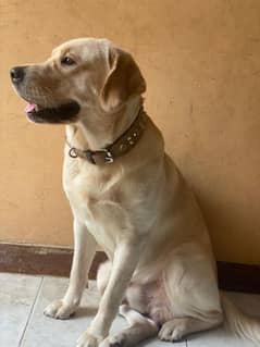 Labrador for sale