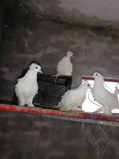 Pigeons for sale