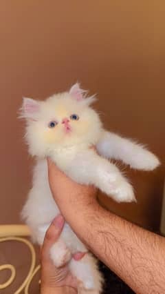 Peke Male Kitten 40days 0