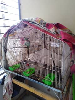 Hand tamed Raw Parrot with Cage