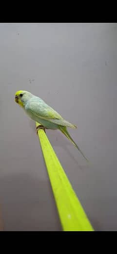 Rainbow Budgie