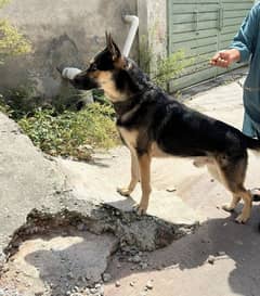 pure German Alsassion breed male for sale