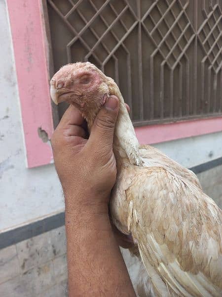 Indian parrot beak aseel 1