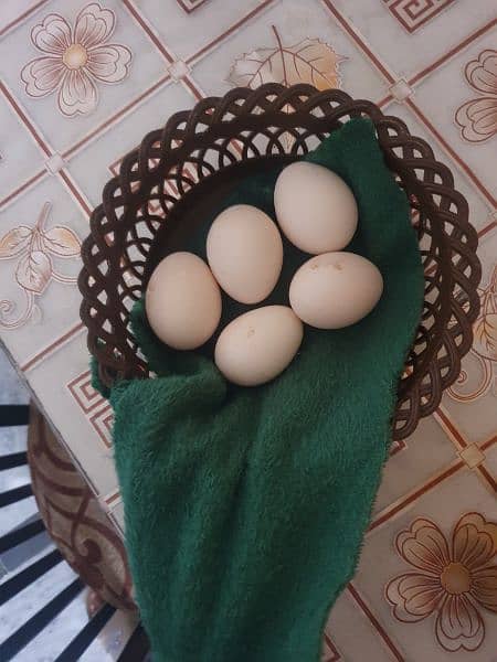 high quality Aseel Eggs for sale 1