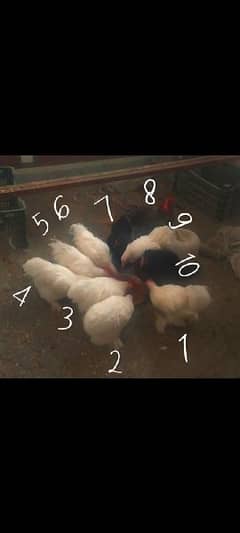 Mantam Chicken Pairs For Sale