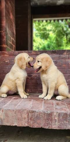 Golden Retriever pups