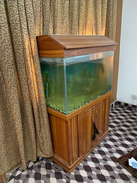 fish aquarium 0