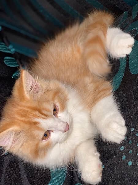 Persian cat double eyes double coat . with baby tripple coat male baby 1