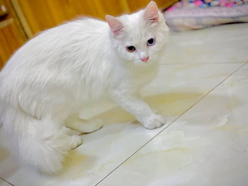 Persian cat double eyes double coat . with baby tripple coat male baby 2