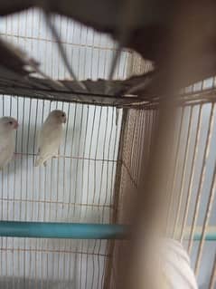 Albino Red eye ready to breed pair| healthy and active