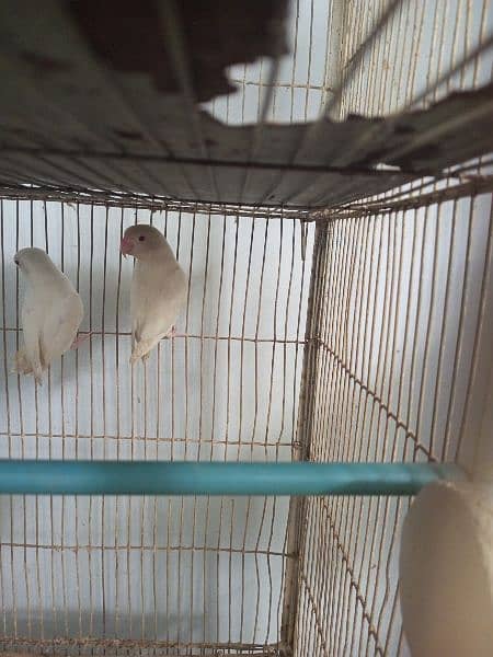 Albino Red eye ready to breed pair| healthy and active 1