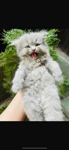 2 months old female persian kitten healthy and playful