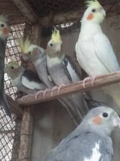 10 Cockatiels