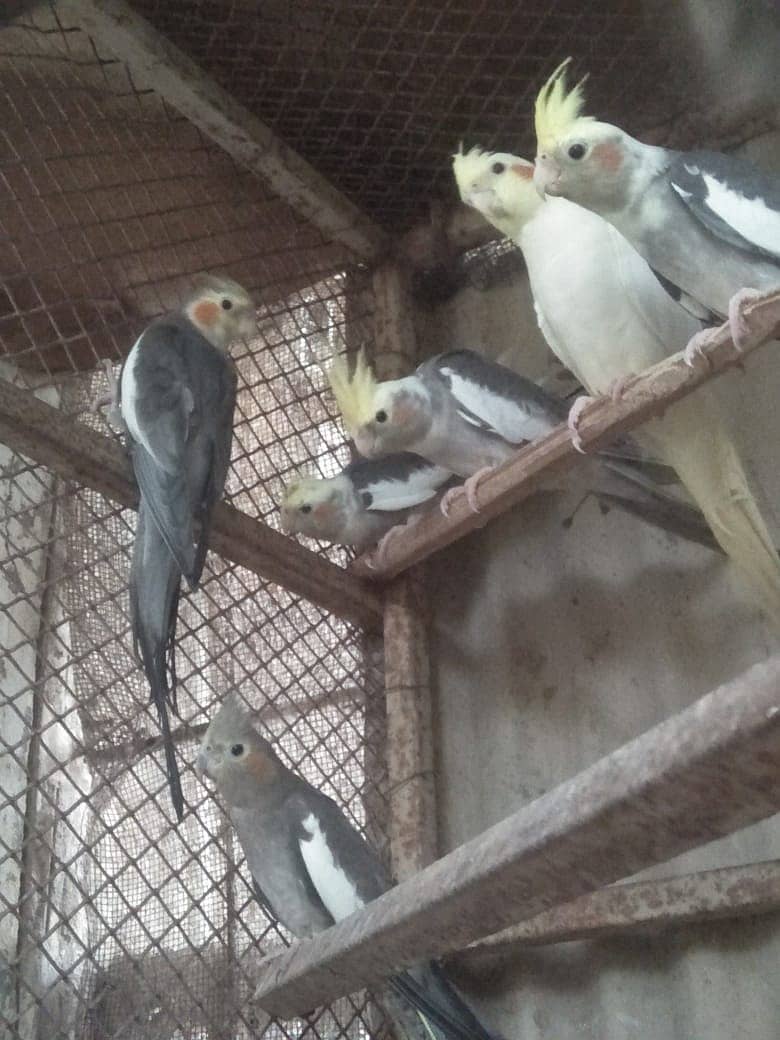 10 Cockatiels 1