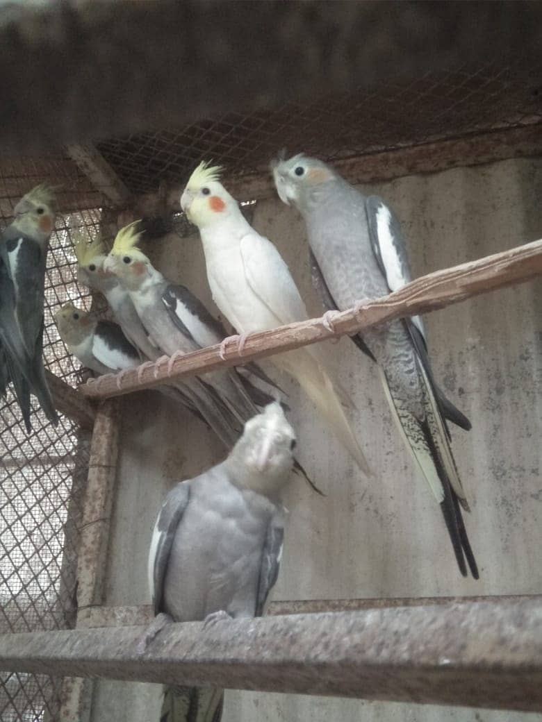 10 Cockatiels 3