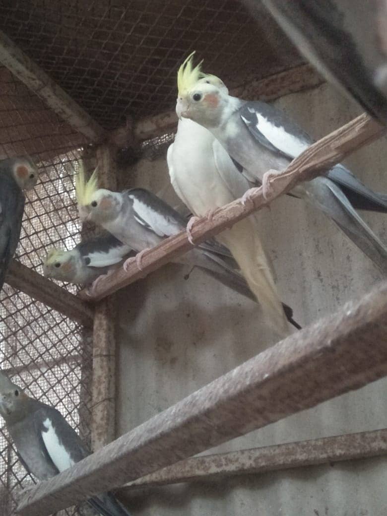 10 Cockatiels 4