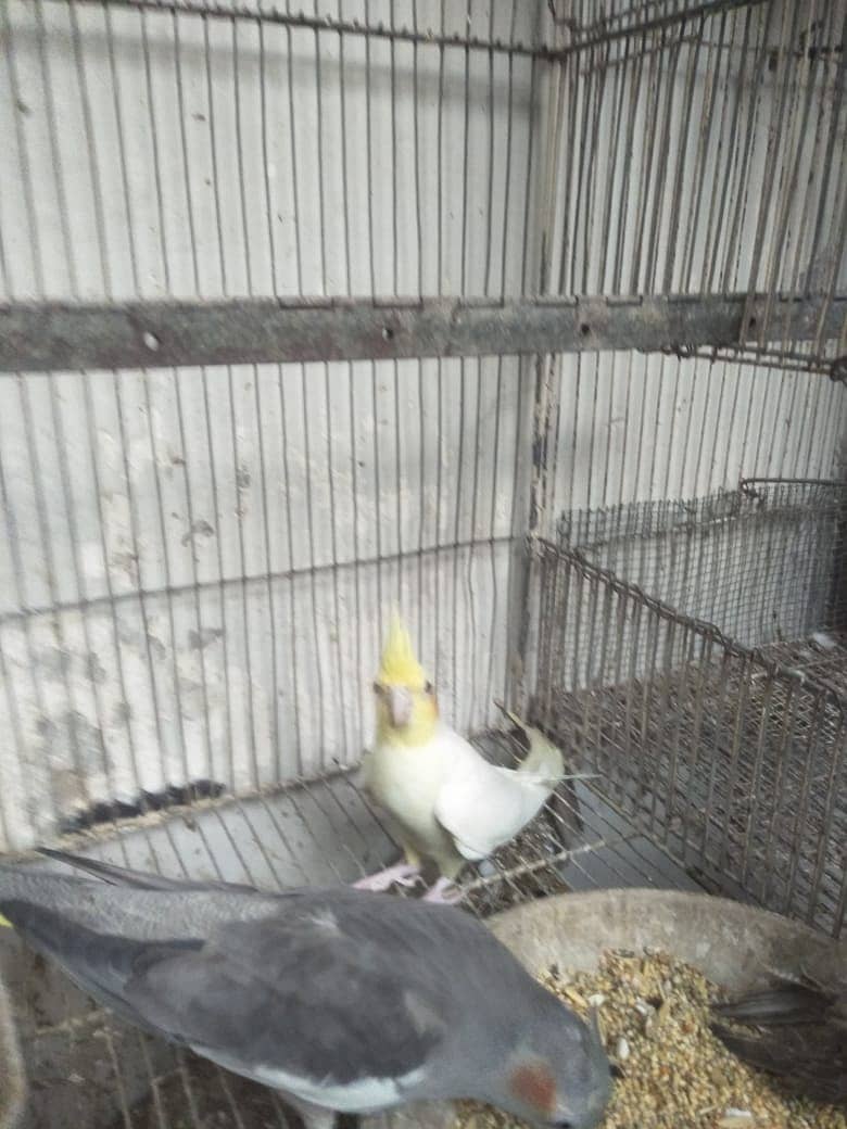 10 Cockatiels 6