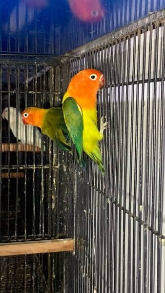 love birds|Albino red eye|Decino|Creamino|parrots|black eye/Pale/cages 12