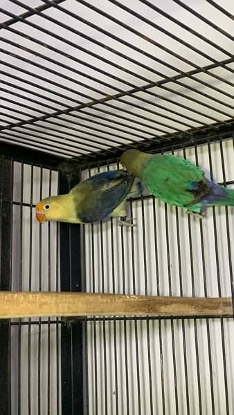 love birds|Albino red eye|Decino|Creamino|parrots|black eye/Pale/cages 17