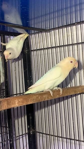 love birds|Albino red eye|Decino|Creamino|parrots|black eye/Pale/cages 18