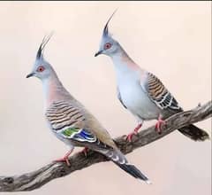 crested dove pair