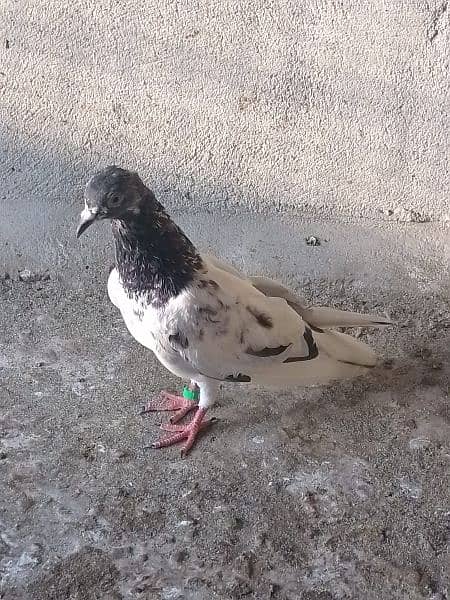 pigeon 2